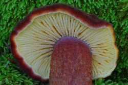 Tricholomopsis rutilans